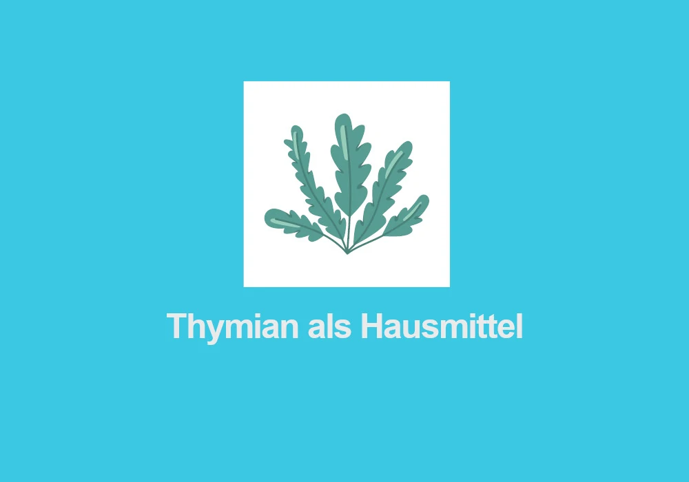 Thymian als Hausmittel